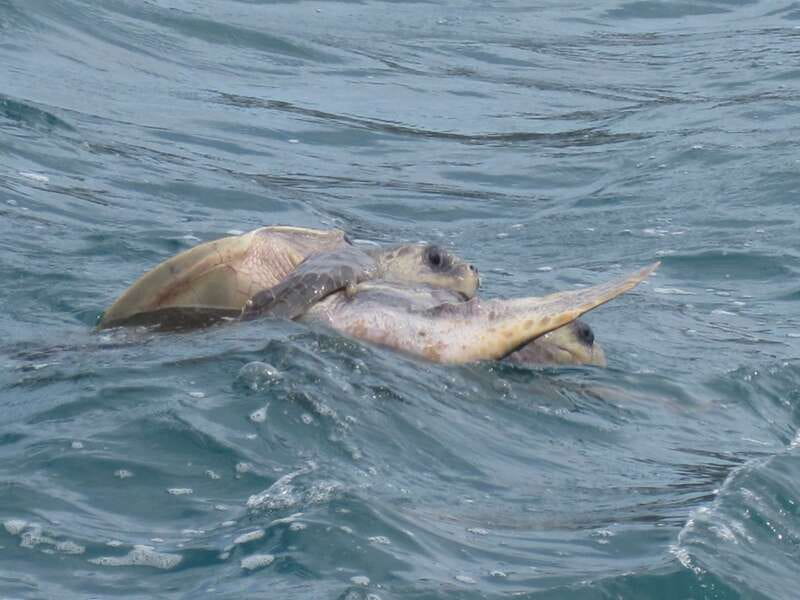 Huatulco: Premium Boat Tour with snorkel experience. - Should you book the Chachacual and Maguey boat tour?