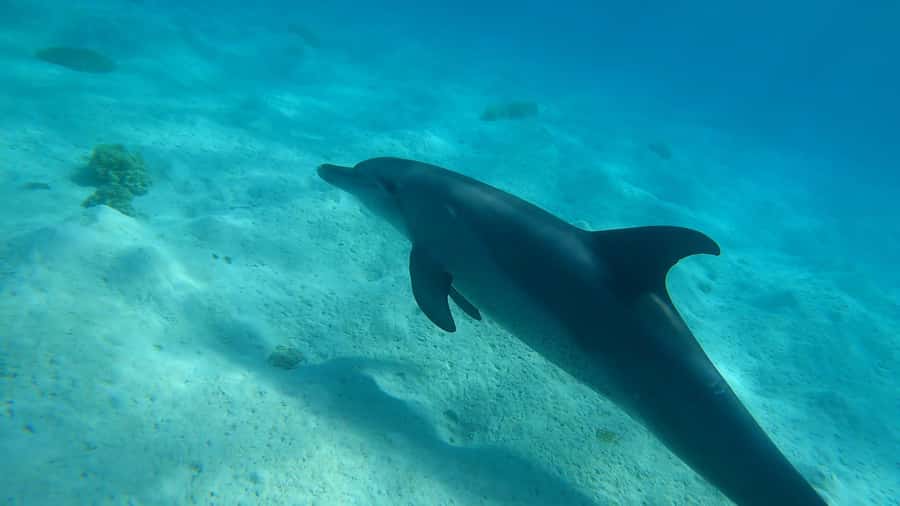 Hurghada: 3 Islands, Dolphins & Snorkel Yacht Trip w/ Lunch - Key things to know before you book