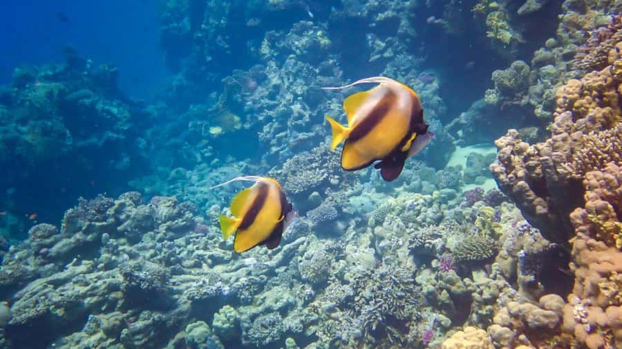Hurghada: 3 Islands, Dolphins & Snorkel Yacht Trip w/ Lunch - Boarding the yacht and getting settled