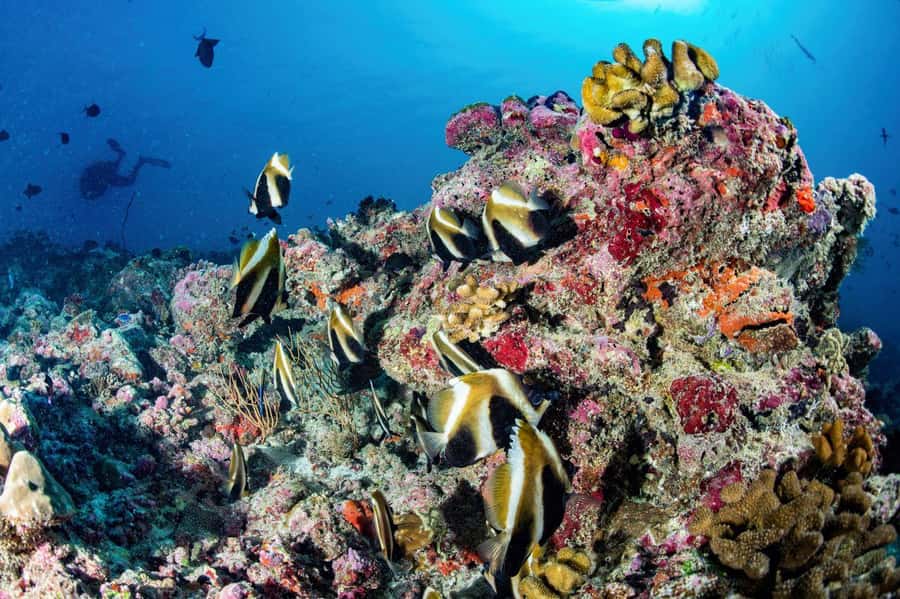 Hurghada: 3 Islands, Dolphins & Snorkel Yacht Trip w/ Lunch - Orange Bay gives you the postcard stop