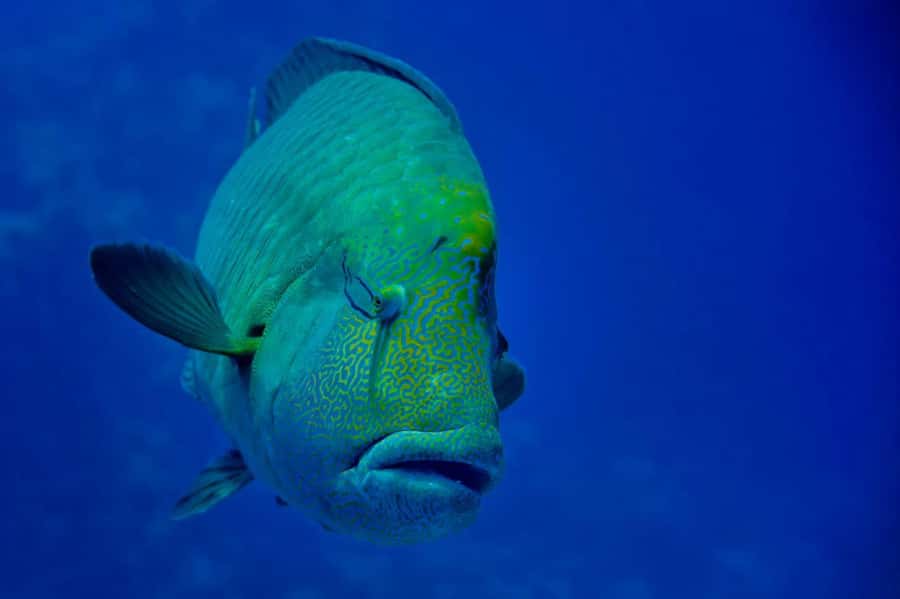 Hurghada: 3 Islands, Dolphins & Snorkel Yacht Trip w/ Lunch - Magawish is the easygoing final island