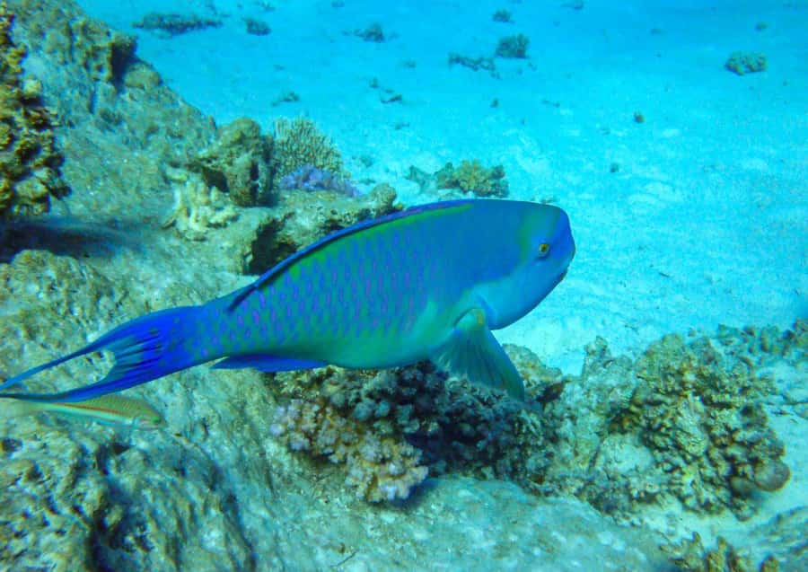 Hurghada: 3 Islands, Dolphins & Snorkel Yacht Trip w/ Lunch - The return cruise and sunset views