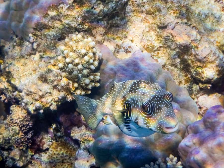 Hurghada: 3 Islands, Dolphins & Snorkel Yacht Trip w/ Lunch - Weather, swimming ability, and who should book