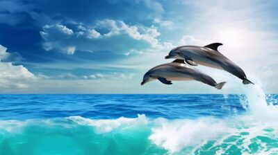 Hurghada: 6 Islands Tour with Dolphin Watching & Snorkelling