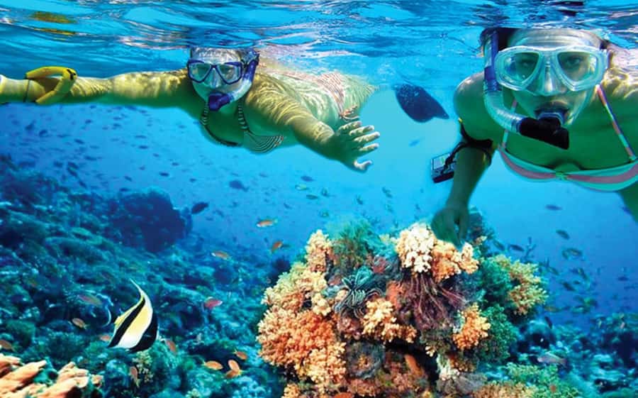 Hurghada: Day Snorkeling with Dolphins - The Dolphin Reef encounter