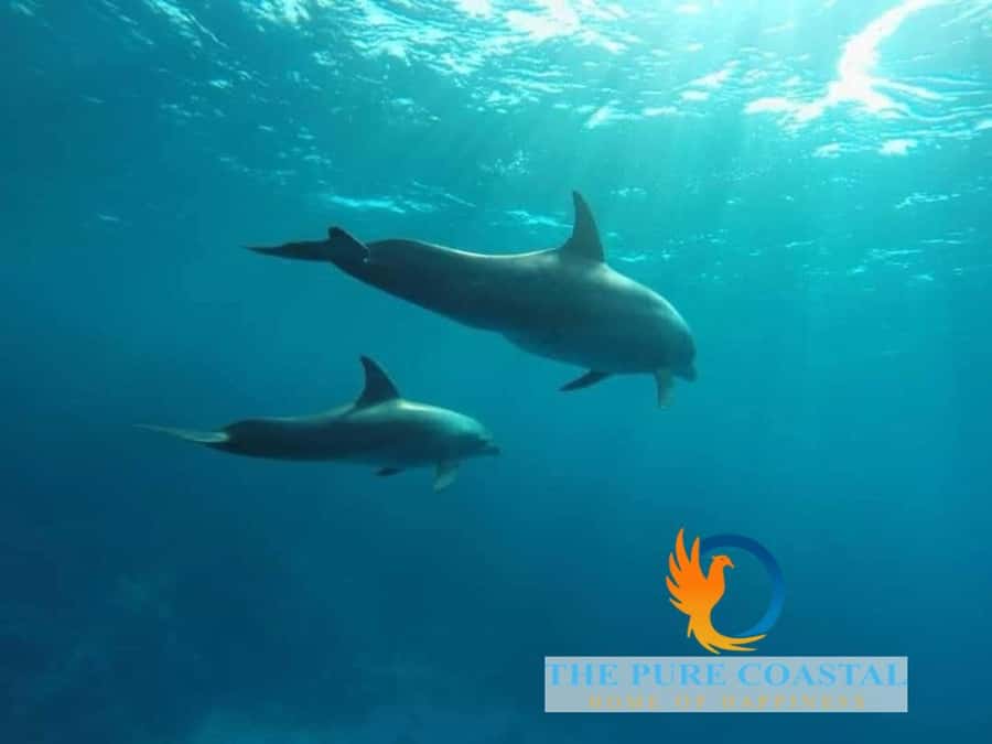 Hurghada: Day Snorkeling with Dolphins - Coral, fish, and the other snorkeling stops