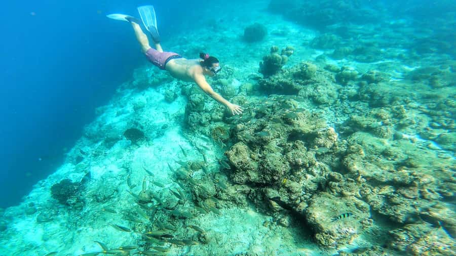 Hurghada: Day Snorkeling with Dolphins - Lunch on board and time between swims
