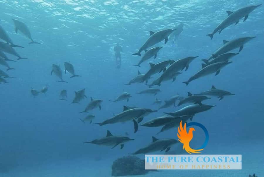 Hurghada: Day Snorkeling with Dolphins - Equipment and instruction for beginners