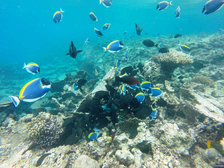 Hurghada: Day Snorkeling with Dolphins - Boarding the boat and getting your bearings