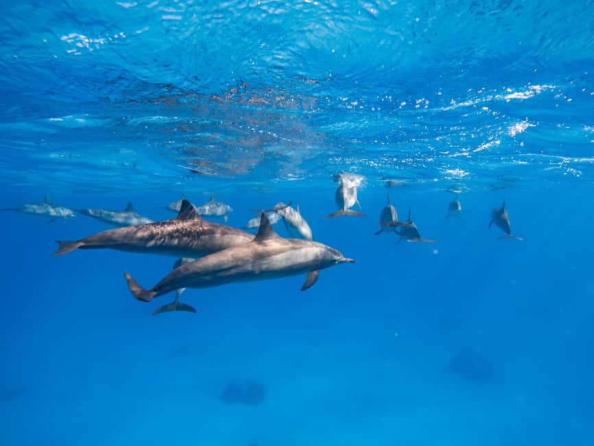 Hurghada: Dolphin & Coral Reef Snorkeling Tour with Lunch - Who will enjoy this Hurghada excursion most