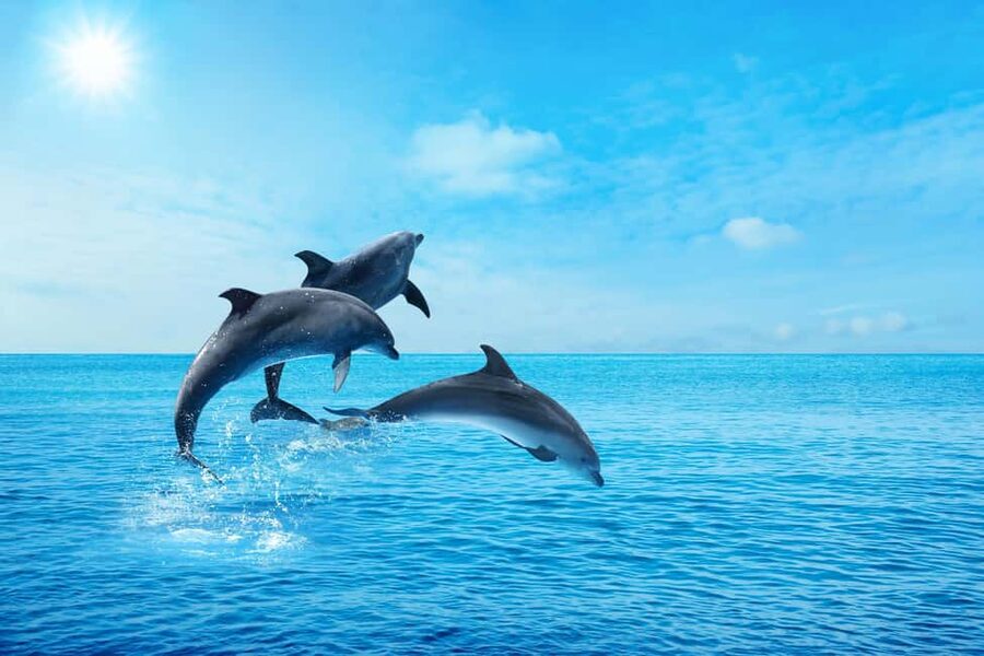Hurghada: Dolphin & Coral Reef Snorkeling Tour with Lunch - Should you book the dolphin and coral reef tour?