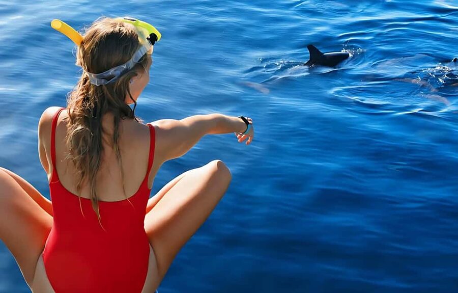 Hurghada: Dolphin Cruise with Snorkeling & Buffet Lunch - Searching for dolphins in the open Red Sea