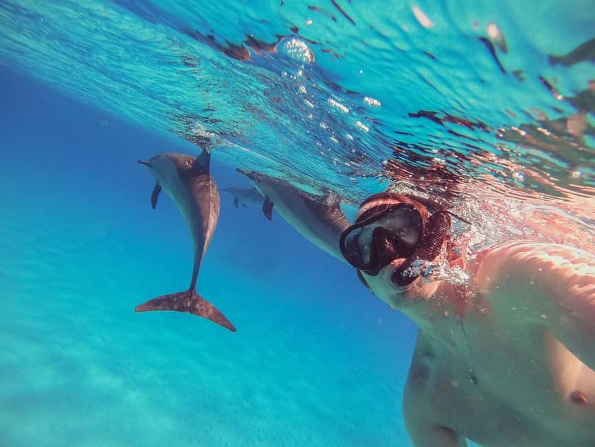 Hurghada: Dolphin Watching Boat Tour with Snorkeling & Lunch - Key points to know before booking