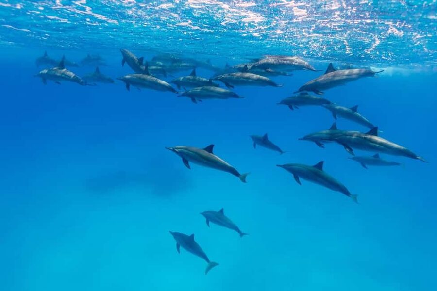 Hurghada: Dolphin Watching Boat Tour with Snorkeling & Lunch - Is $25 good value?