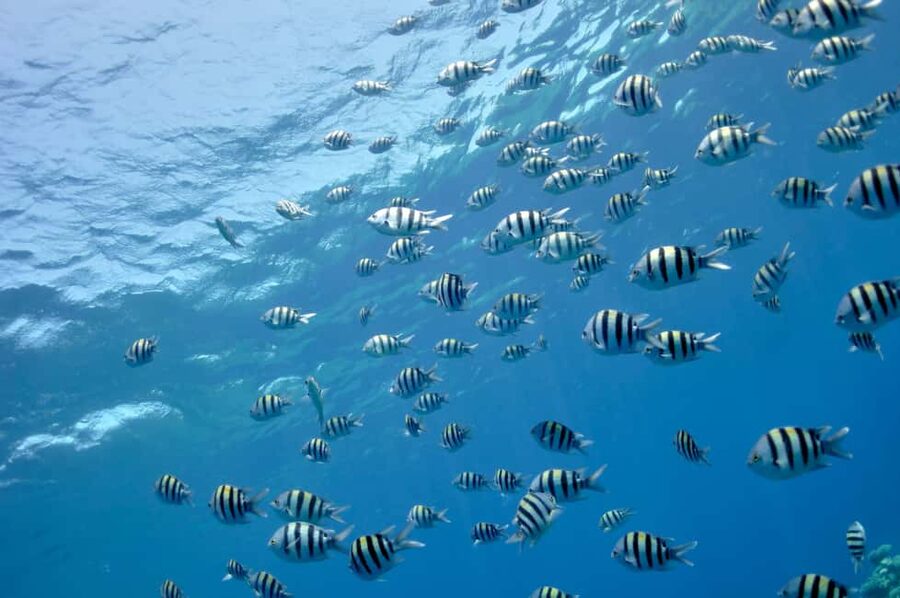 Hurghada: Glass Boat & Snorkeling with Optional Parasailing - Forty minutes in the water