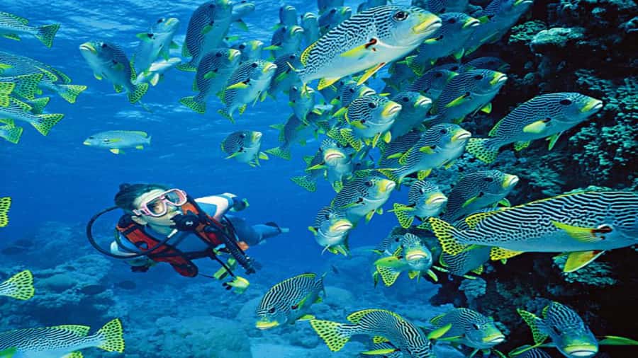 Hurghada:Luxury Diving & Snorkeling inc/Island/Lunch/Massage - Cruising 45 minutes to Orange Bay