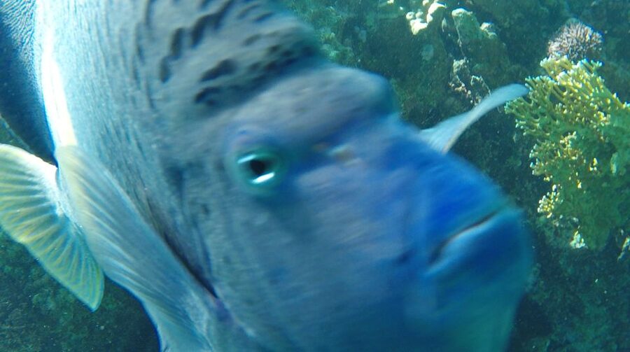 Hurghada: Orange Bay & Giftun Island, Snorkeling With Lunch - Key points to know before booking