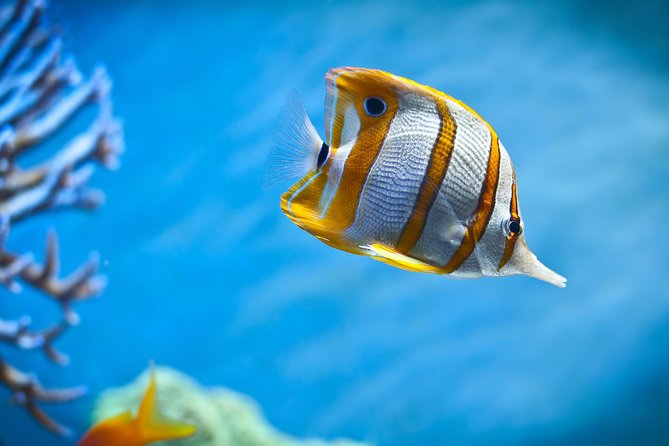 Hurghada: Orange Bay, Snorkeling, Watersports, Lunch & Drinks - Timing problems and what to expect from the marina