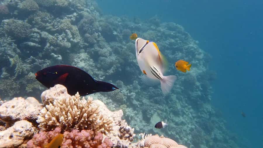 Hurghada: Premium Island Cruise with Lunch and snorkeling - The first snorkeling stop: coral and sea life below