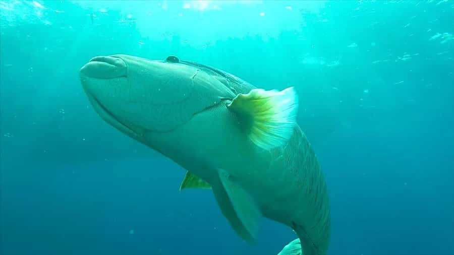 Hurghada: Premium Island Cruise with Lunch and snorkeling - Orange Bay and Giftun Island for a short break