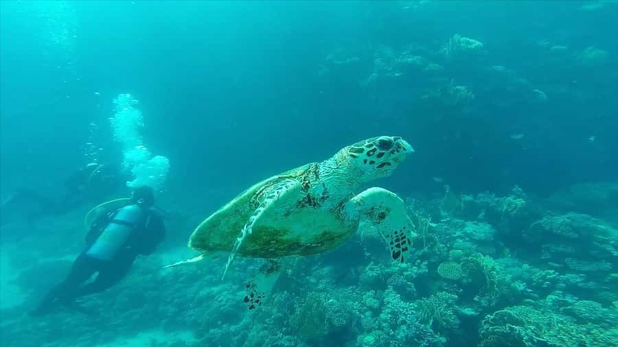 Hurghada: Premium Island Cruise with Lunch and snorkeling - Lunch aboard the boat