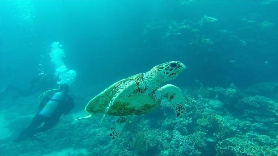 Hurghada: Premium Island Cruise with Lunch and snorkeling - What the crew adds to the day