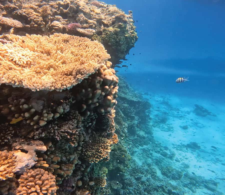 Hurghada: Premium Orange Island Cruise with Lunch & Transfer - The boat ride across the Red Sea