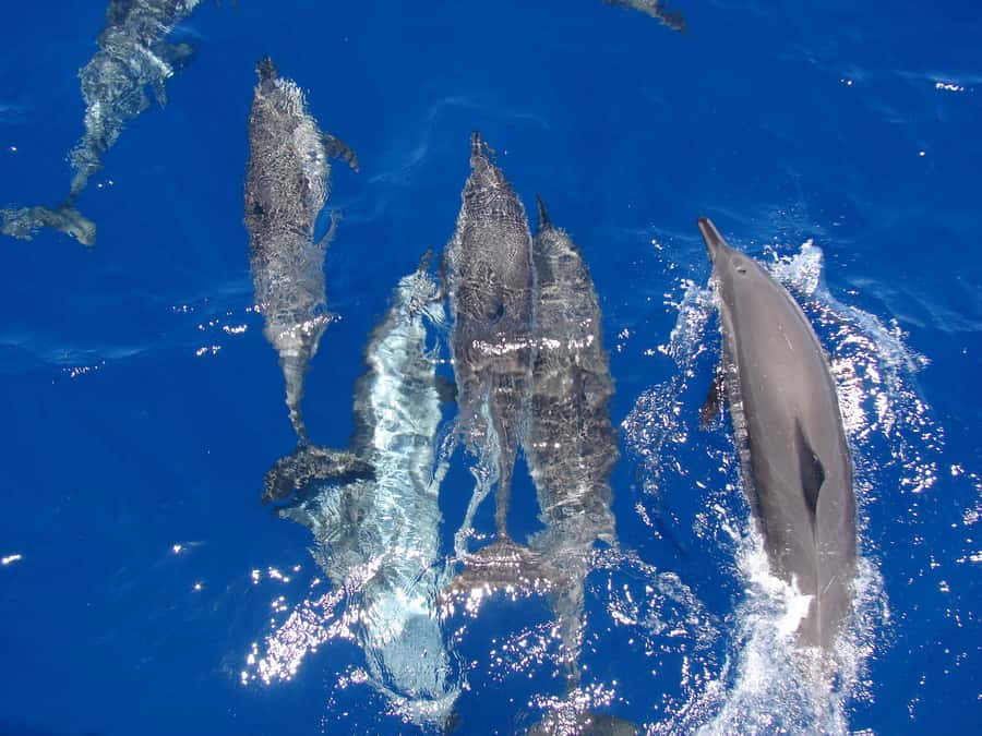 Hurghada: Snorkeling 6 x 1 to Orange Bay w Diving & Massage - Two Red Sea snorkeling stops