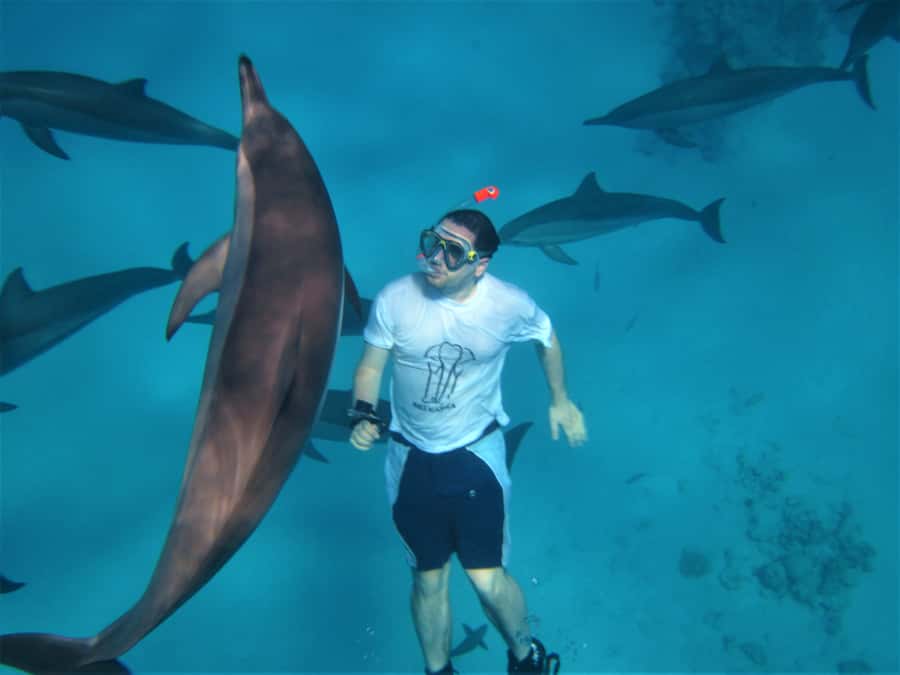 Hurghada: Speedboat Dolphin Watching & Snorkeling with Lunch - Key points at a glance
