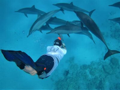 Hurghada: Speedboat Dolphin Watching & Snorkeling with Lunch