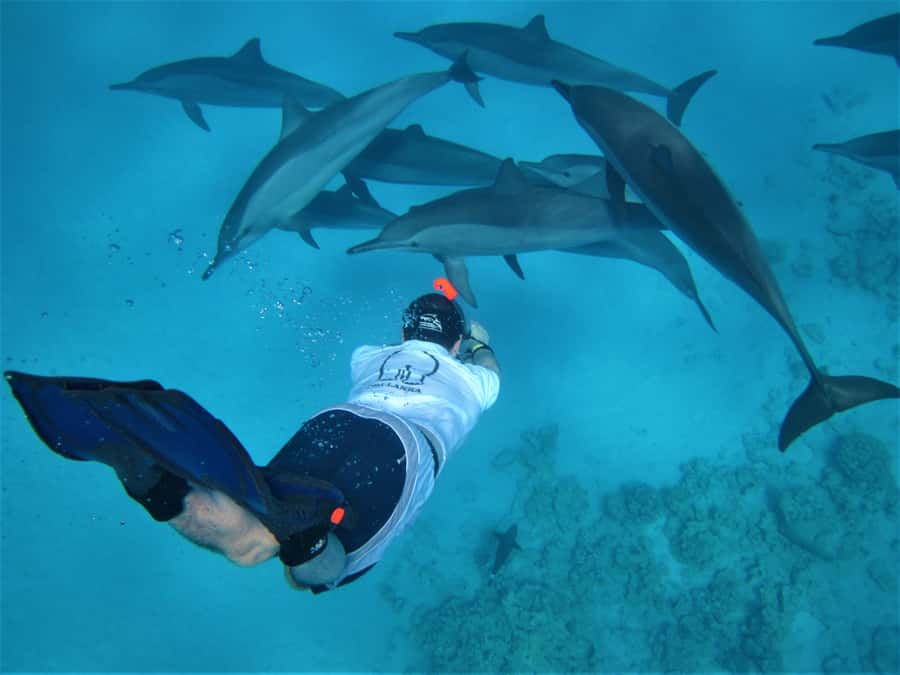 Hurghada: Speedboat Dolphin Watching & Snorkeling with Lunch - The search for wild dolphins