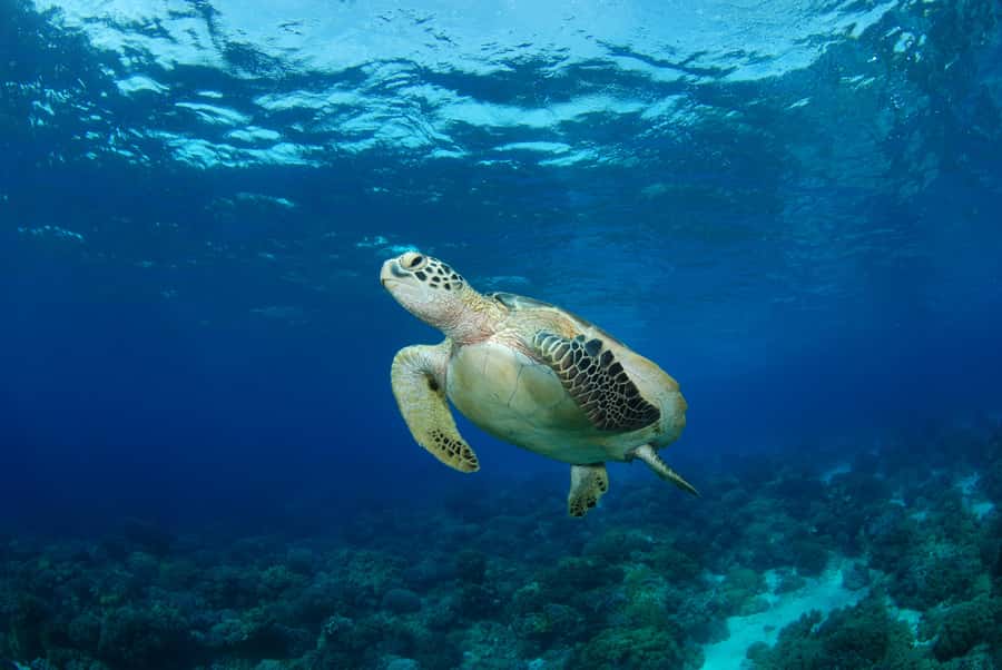 Hurghada: Turtle Bay Speedboat Tour with Snorkeling - Why Turtle Bay is worth the boat ride