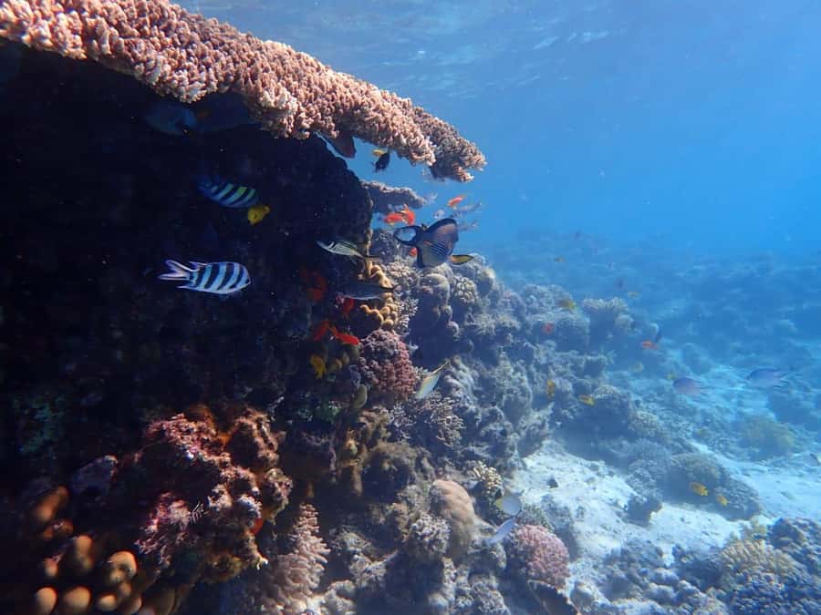 Hurghada: Yacht trip To Magawish island w Snorkeling & Lunch - An eight-hour Red Sea day from Hurghada