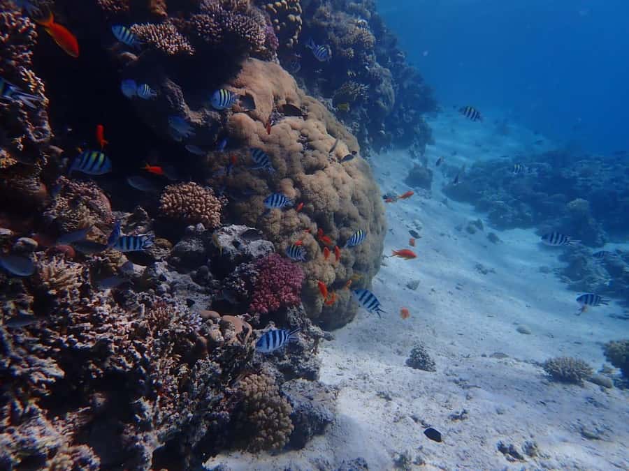 Hurghada: Yacht trip To Magawish island w Snorkeling & Lunch - Hotel pickup requires patience and a firm meeting point