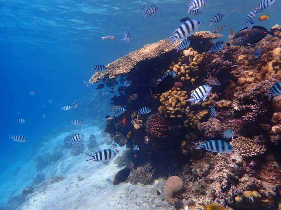 Hurghada: Yacht trip To Magawish island w Snorkeling & Lunch - Two 45-minute snorkeling sessions
