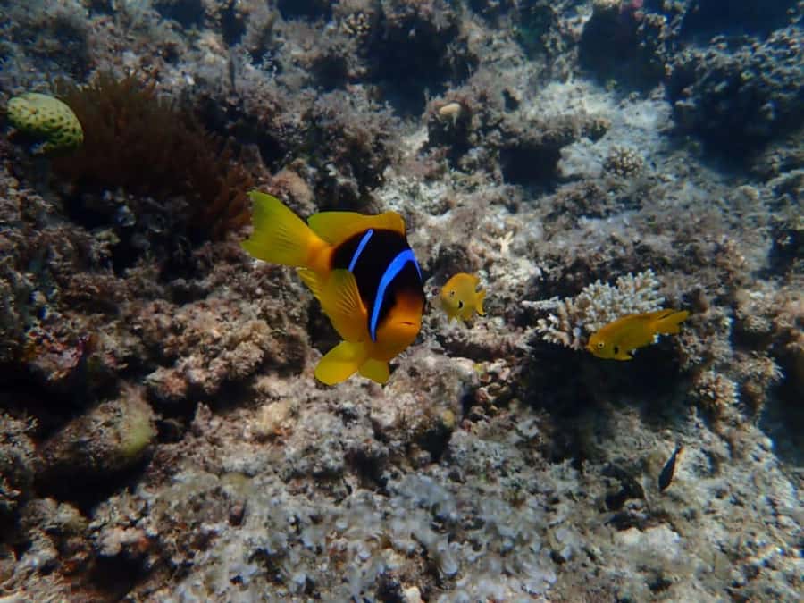 Hurghada: Yacht trip To Magawish island w Snorkeling & Lunch - Lunch comes before the island pause