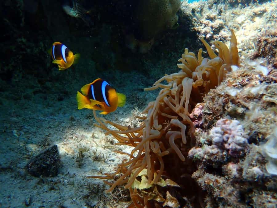 Hurghada: Yacht trip To Magawish island w Snorkeling & Lunch - Two hours on Magawish Island