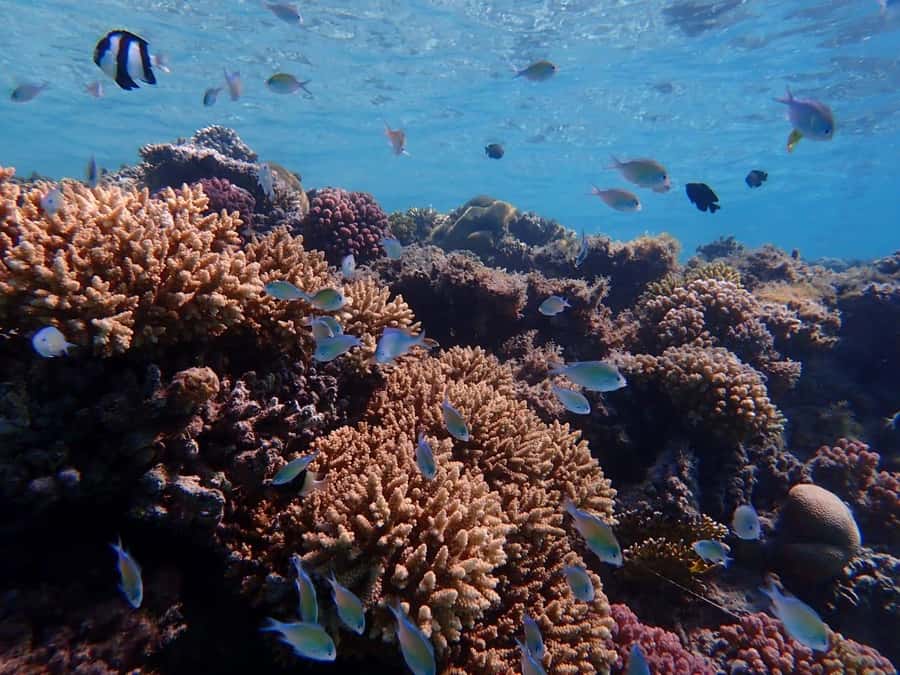 Hurghada: Yacht trip To Magawish island w Snorkeling & Lunch - Who will get the most from this trip