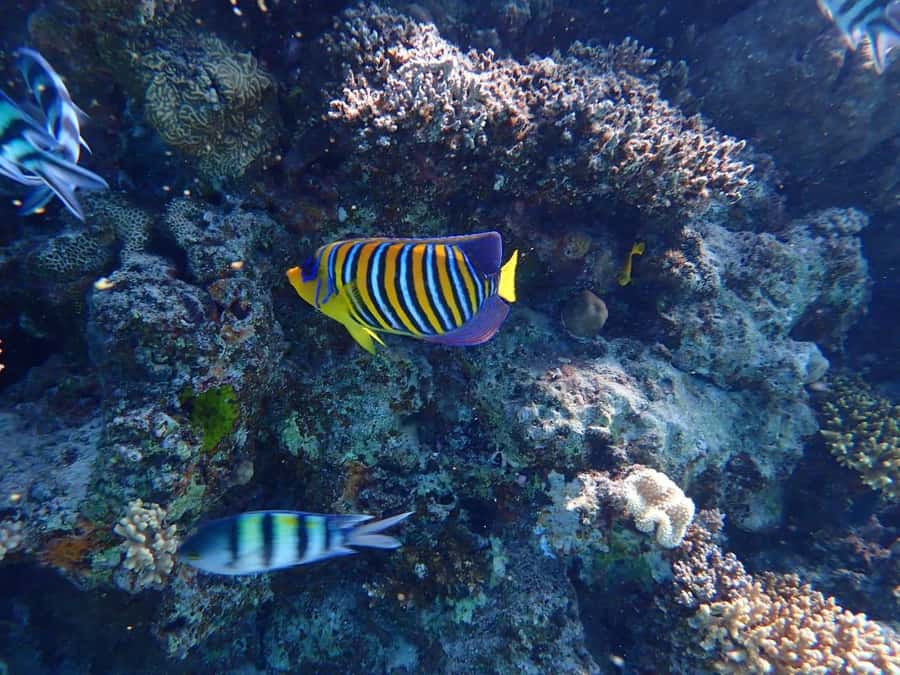 Hurghada: Yacht trip To Magawish island w Snorkeling & Lunch - Practical details that affect the value