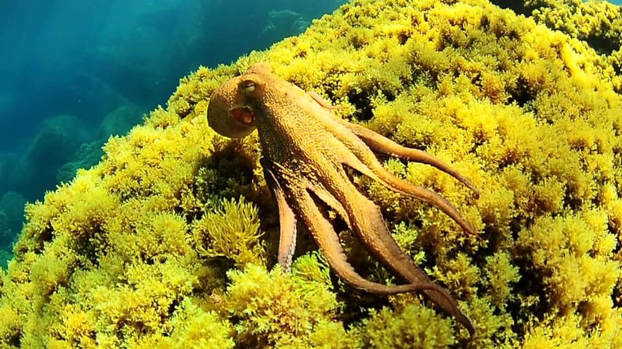Ibiza: Snorkeling and SUP Paddle, Beach and Cave Tour - Key points to know before booking