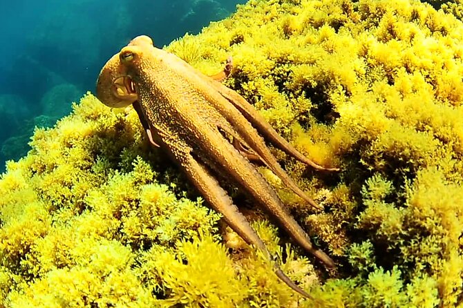 Ibiza Snorkeling Beach and Cave Tour - Drinks, music, and the boat atmosphere