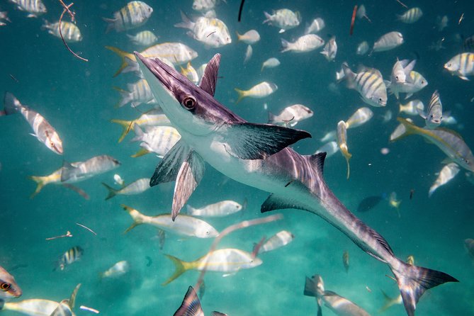 Icacos Deserted Island Catamaran, Snorkel, and Picnic Cruise - The crew and the mood aboard