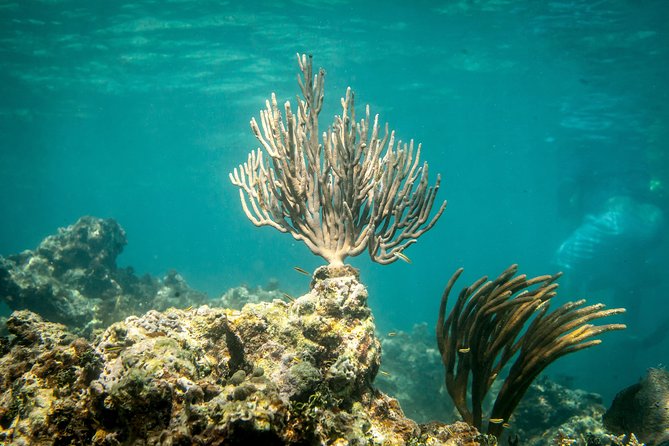 Icacos Deserted Island Catamaran, Snorkel, and Picnic Cruise - Booking tips for a smoother morning