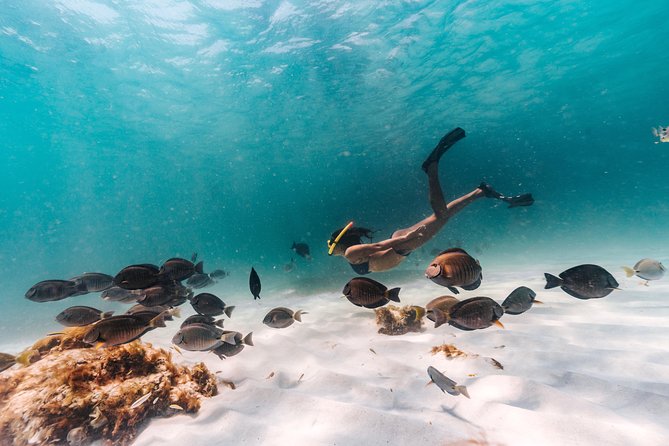 Iconic Aruba Sail and Snorkel Experience - Key points to know before you book