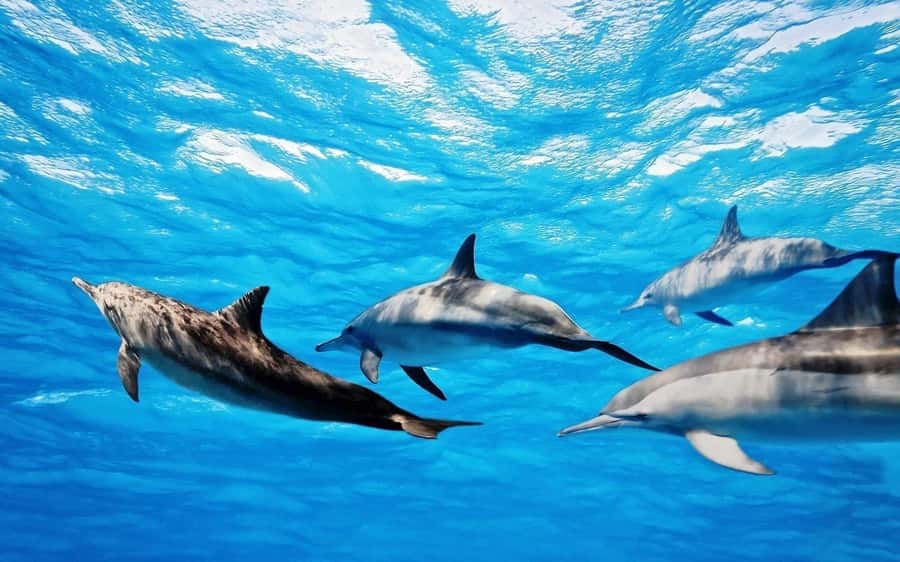 Île aux Bénitiers: Snorkeling w/Dolphins Boat Tour & Lunch - The morning begins long before the barbecue