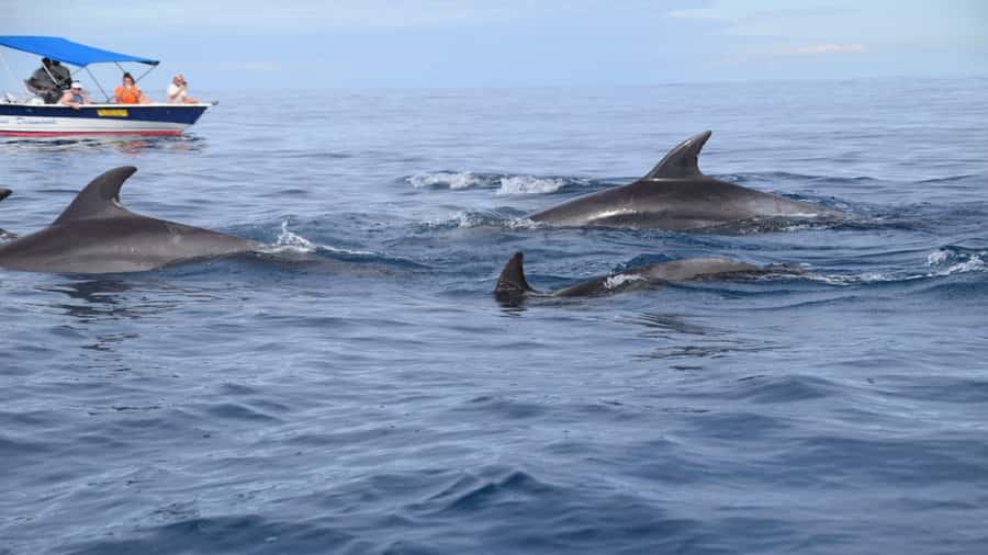 Île aux Bénitiers Snorkeling with Dolphins + Seafood Lunch - An early start from Tamarin Beach