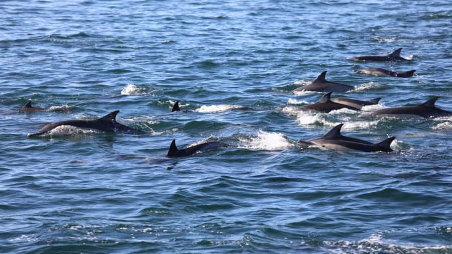 Île aux Bénitiers Snorkeling with Dolphins + Seafood Lunch - Practical details that affect your day