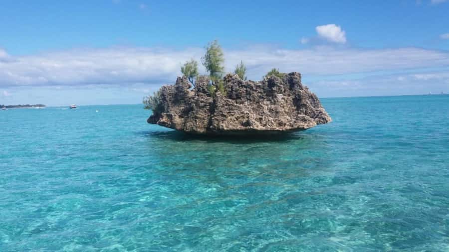 Île aux Bénitiers Snorkeling with Dolphins + Seafood Lunch - Should you book Île aux Bénitiers with dolphins?