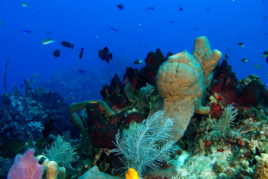Ilha Do Sal: Snorkeling with Local Guide - Key points to know before booking