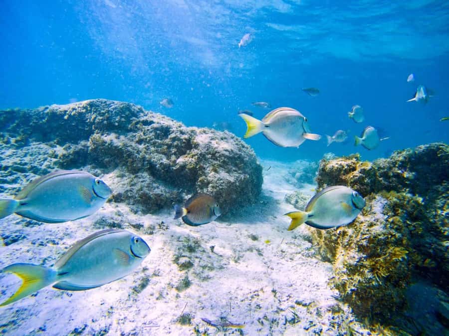 Ilha Do Sal: Snorkeling with Local Guide - Reaching the reefs around Santa Maria Bay